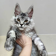 Maine Coon kitten Zorro StarPaws, color ns 22, litter Z, 14.11.2022