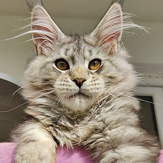Maine Coon male cat Altay StarPaws, color ns 22