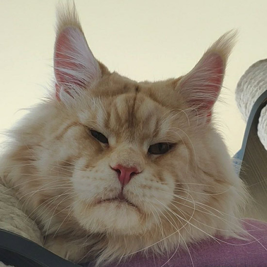 Maine Coon male cat Damir StarPaws, color ds 22