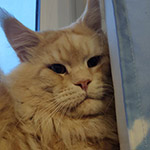 Maine Coon male cat Damir StarPaws, color ds 22