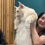 Maine Coon male cat Damir StarPaws, color ds 22
