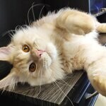 Maine Coon male cat Damir StarPaws, color ds 22
