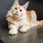Maine Coon male cat Damir StarPaws, color ds 22