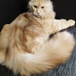 Maine Coon male cat Damir StarPaws, color ds 22