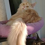 Maine Coon male cat Damir StarPaws, color ds 22