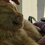 Maine Coon male cat Damir StarPaws, color ds 22