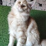 Maine Coon male cat Damir StarPaws, color ds 22