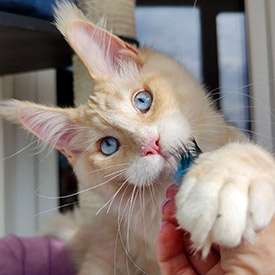 Maine Coon male cat Krispy StarPaws, color es 09 61
