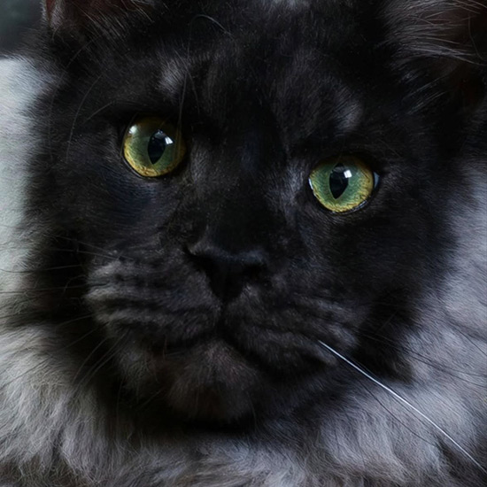 Maine Coon male cat Lazurit StarPaws, color ns