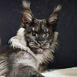 Maine Coon male cat Lazurit StarPaws, color ns