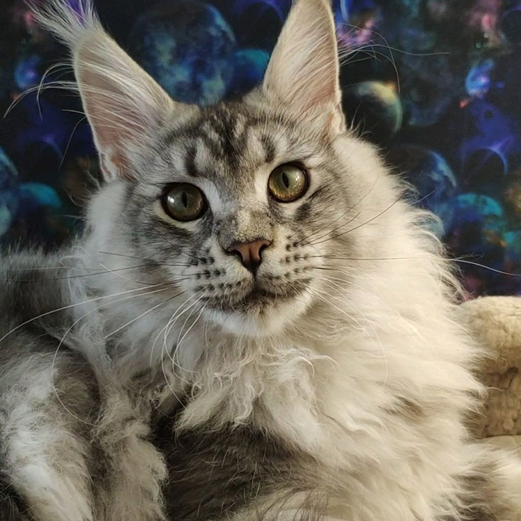 Maine Coon male cat Olympus StarPaws, color ns 22