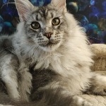 Maine Coon male cat Olympus StarPaws, color ns 22
