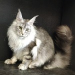 Maine Coon male cat Olympus StarPaws, color ns 22