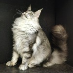 Maine Coon male cat Olympus StarPaws, color ns 22