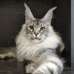 Maine Coon male cat Olympus StarPaws, color ns 22