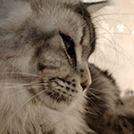 Maine Coon male cat Olympus StarPaws, color ns 22