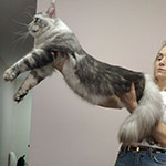 Maine Coon male cat Olympus StarPaws, color ns 22