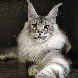 Maine Coon male cat Olympus StarPaws, color ns 22