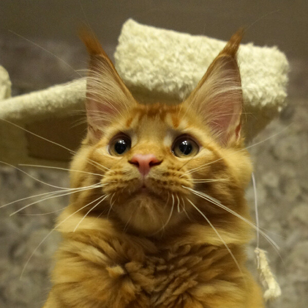 Maine Coon male cat Tamerlan StarPaws, color d 09