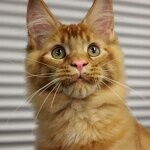 Maine Coon male cat Tamerlan StarPaws, color d 09
