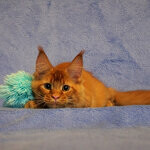 Maine Coon male cat Tamerlan StarPaws, color d 09