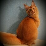 Maine Coon male cat Tamerlan StarPaws, color d 09
