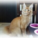 Maine Coon male cat Tamerlan StarPaws, color d 09
