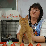 Maine Coon male cat Tamerlan StarPaws, color d 09