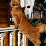 Maine Coon male cat Tamerlan StarPaws, color d 09