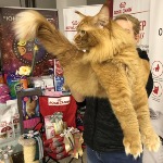 Maine Coon male cat Tamerlan StarPaws, color d 09