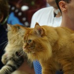 Maine Coon male cat Tamerlan StarPaws, color d 09