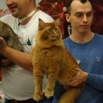Maine Coon male cat Tamerlan StarPaws, color d 09