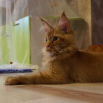 Maine Coon male cat Tamerlan StarPaws, color d 09