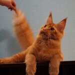 Maine Coon male cat Tamerlan StarPaws, color d 09