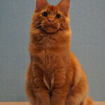 Maine Coon male cat Tamerlan StarPaws, color d 09
