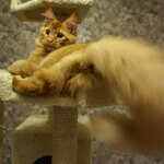 Maine Coon male cat Tamerlan StarPaws, color d 09