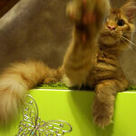 Maine Coon male cat Tamerlan StarPaws, color d 09