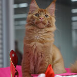 Maine Coon male cat Tamerlan StarPaws, color d 09