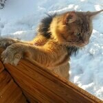 Maine Coon male cat Tamerlan StarPaws, color d 09