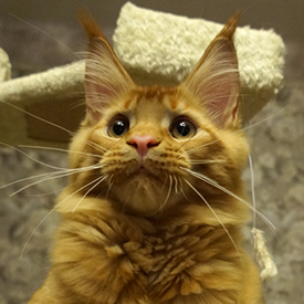Maine Coon male cat Tamerlan StarPaws, color d 09