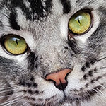 Maine Coon male cat XMentor StarPaws, color n 25