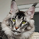 Maine Coon male cat XMentor StarPaws, color n 25