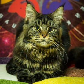 Maine Coon male cat Yogi StarPaws, color n 22