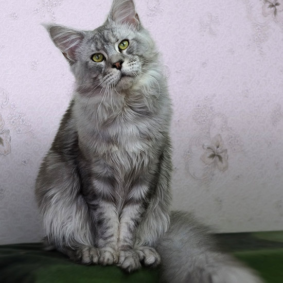 Maine Coon male cat Elbarko StarPaws, color ns 22