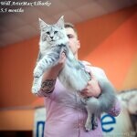 Maine Coon male cat Elbarko StarPaws, color ns 22