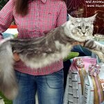 Maine Coon male cat Elbarko StarPaws, color ns 22
