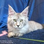 Maine Coon male cat Elbarko StarPaws, color ns 22