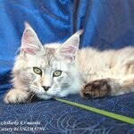 Maine Coon male cat Elbarko StarPaws, color ns 22