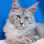 Maine Coon male cat Elbarko StarPaws, color ns 22