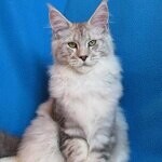 Maine Coon male cat Elbarko StarPaws, color ns 22